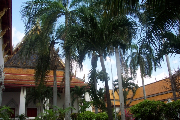 Palm garden