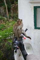 Motocycle Monkey