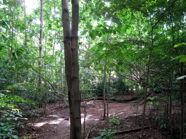 The thick forest of Wat Aranyikawat