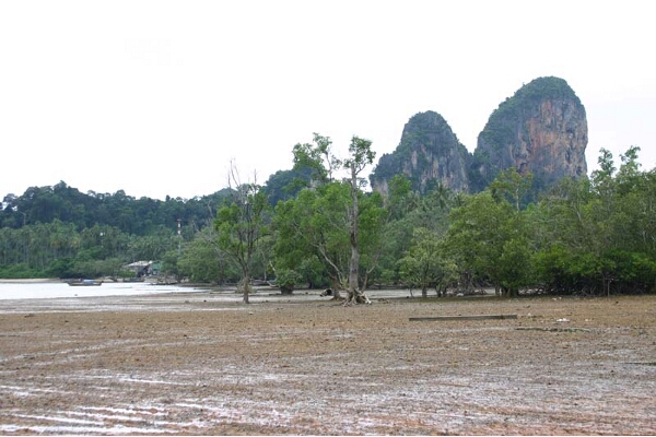 The mangroves of East Railay