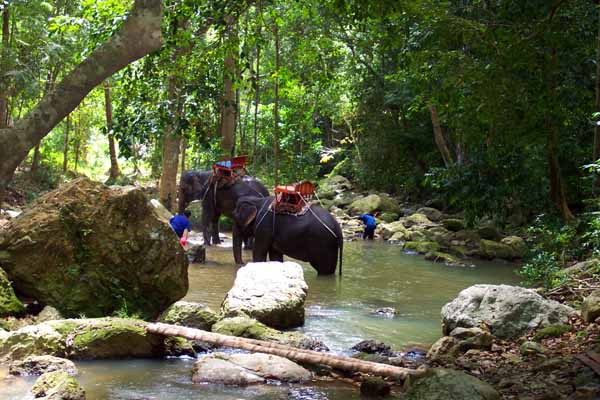 Elephants bathing near Na Muang waterfalls