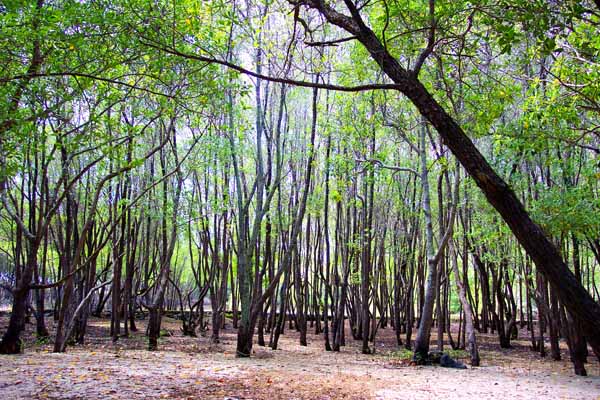 Meditation Forest