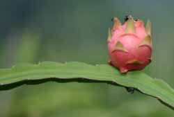 Dragon Fruit