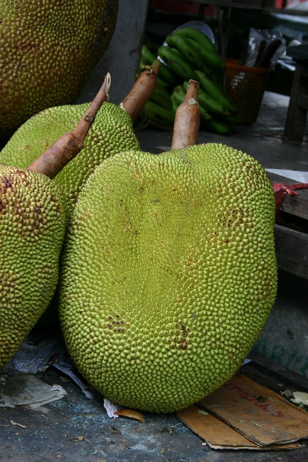 Jackfruit