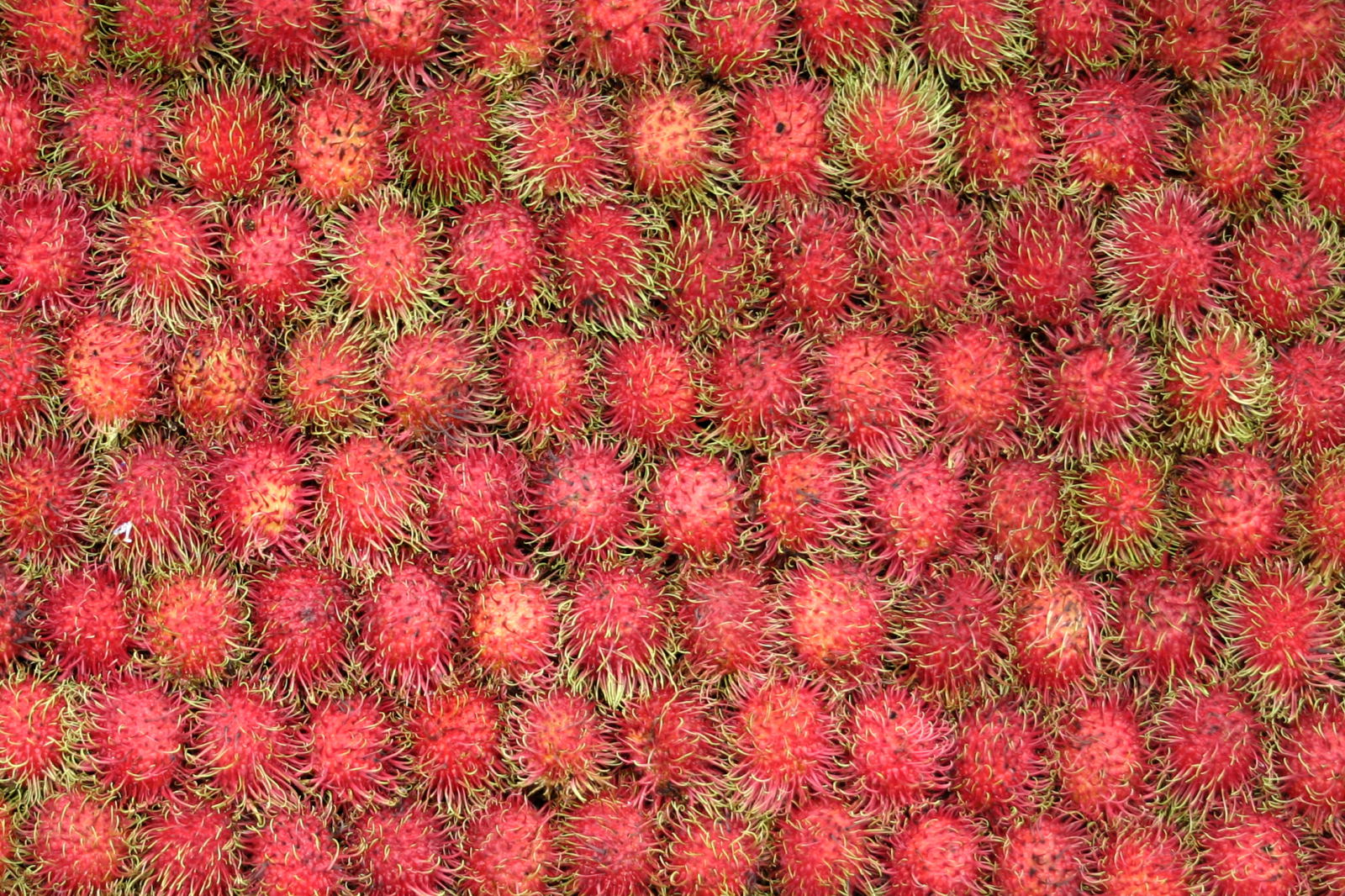 Rambutan