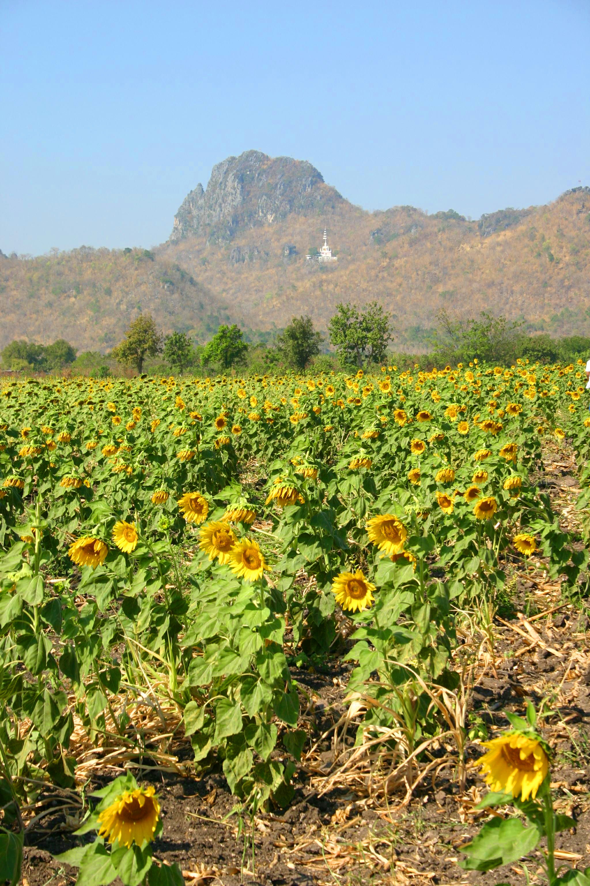 Sunflower Fields