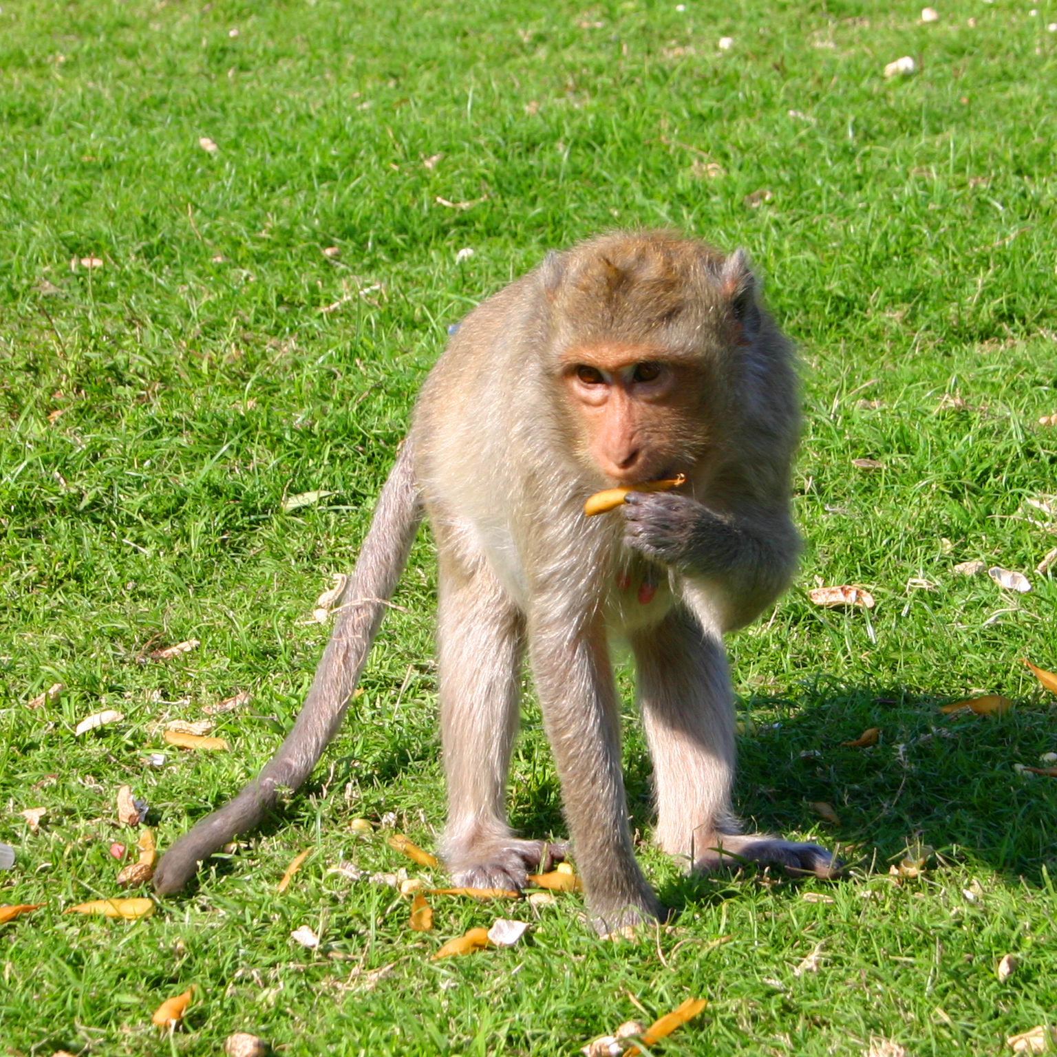 Juvenile Monkey