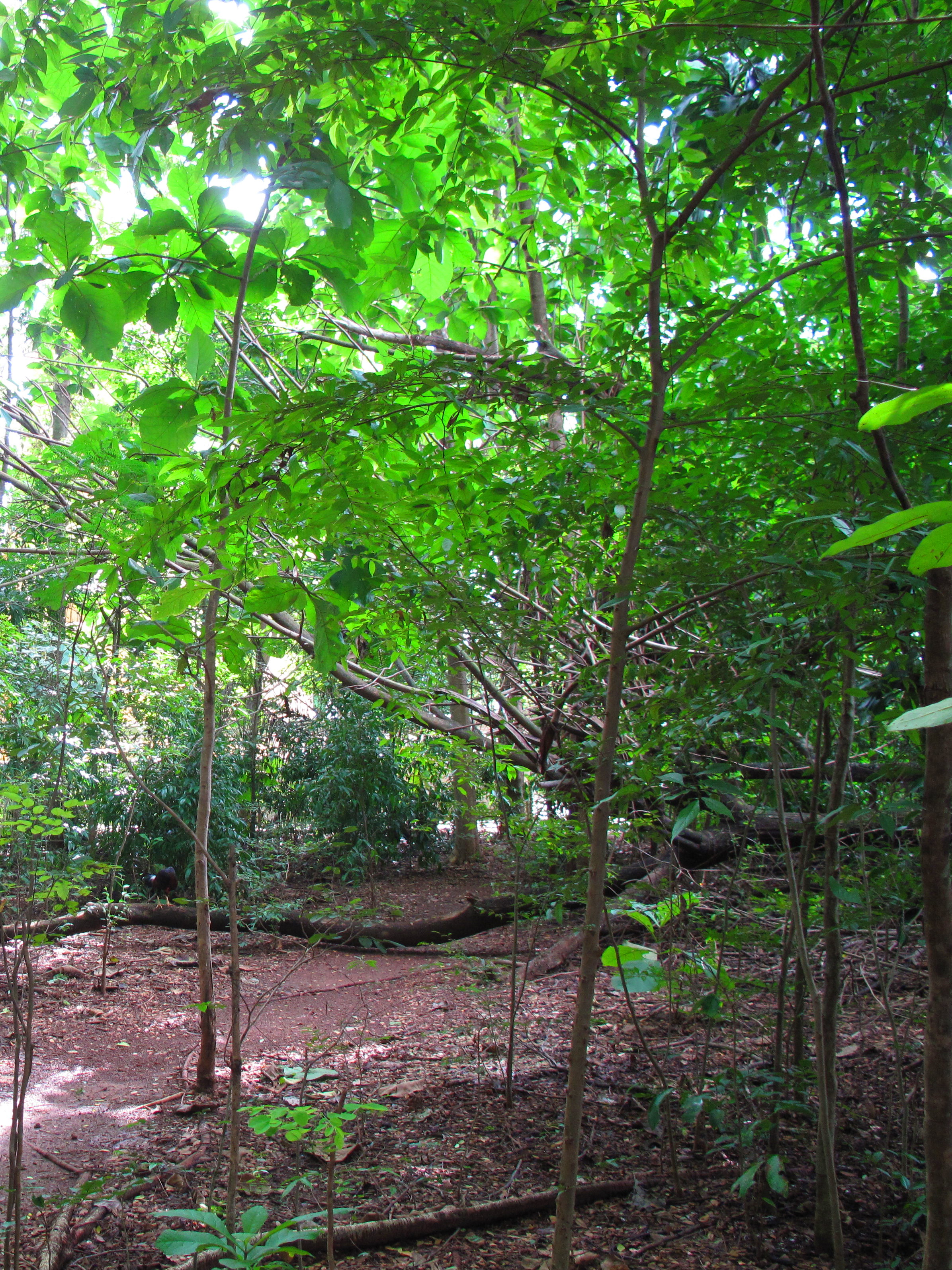 The thick forest of Wat Aranyikawat