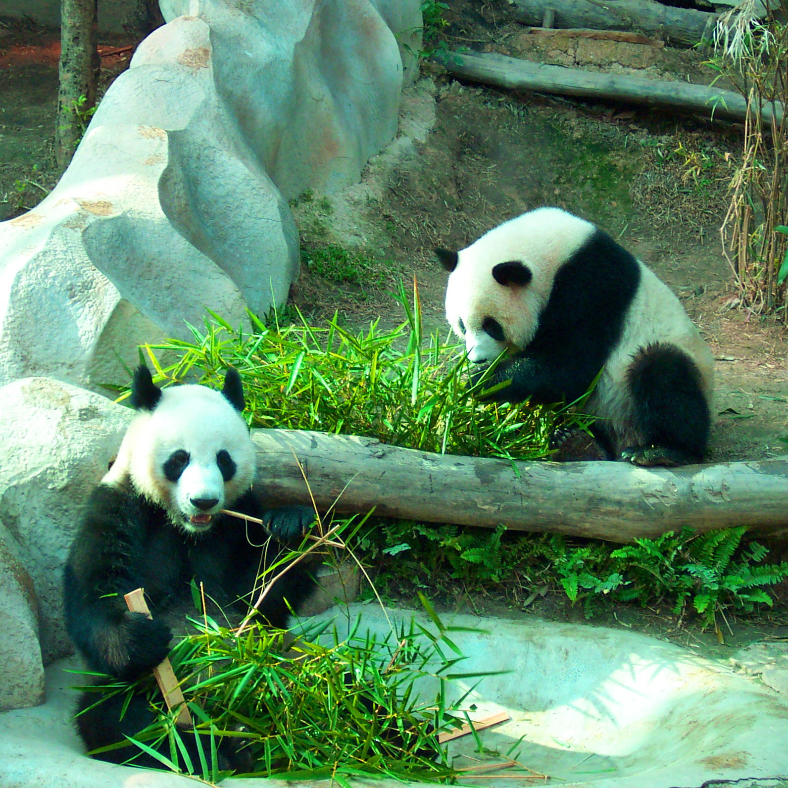 Panda Breakfast