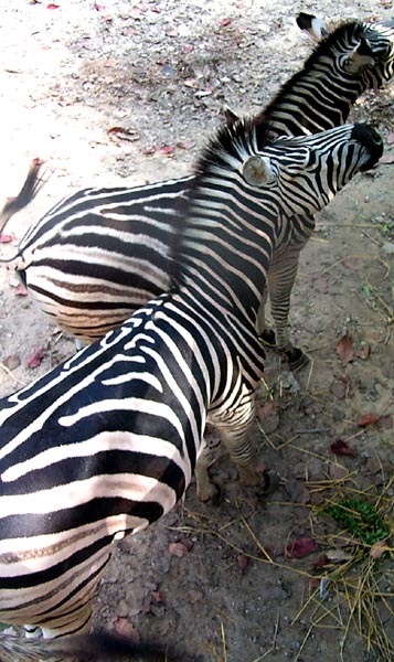 zebras