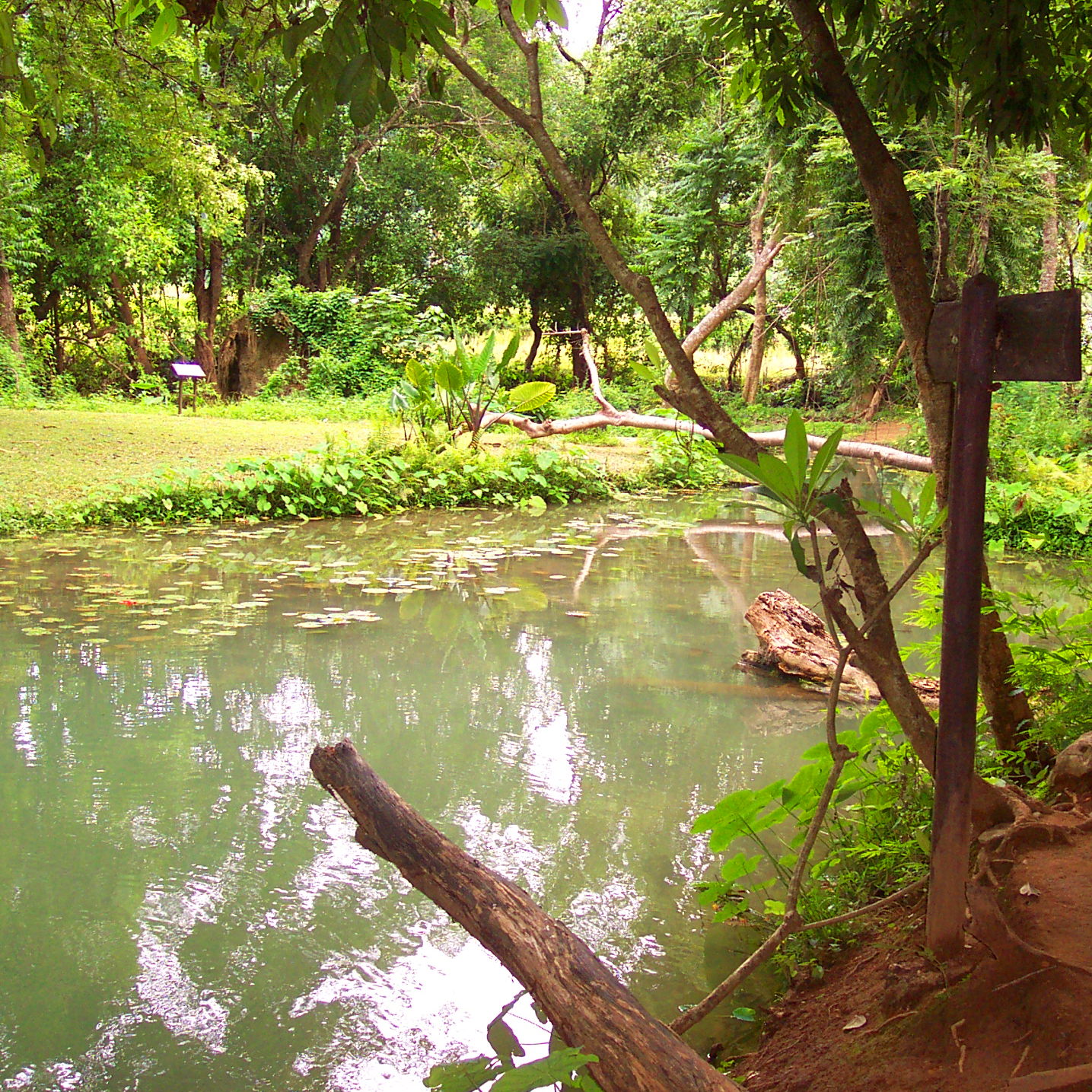 Forest and stream