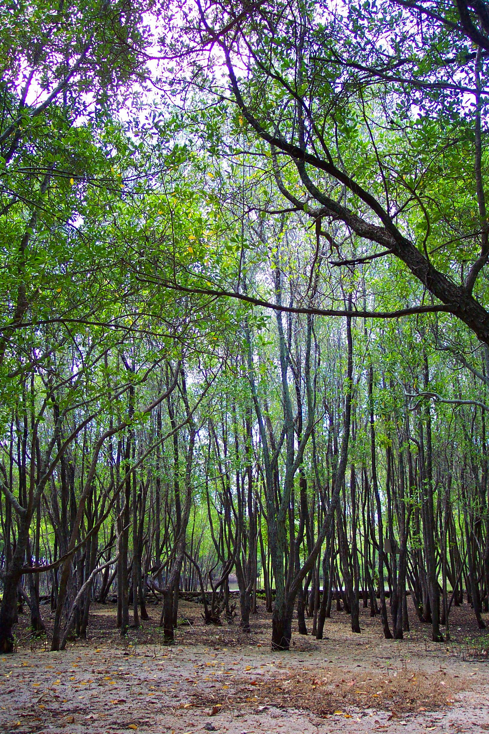 Meditation Forest