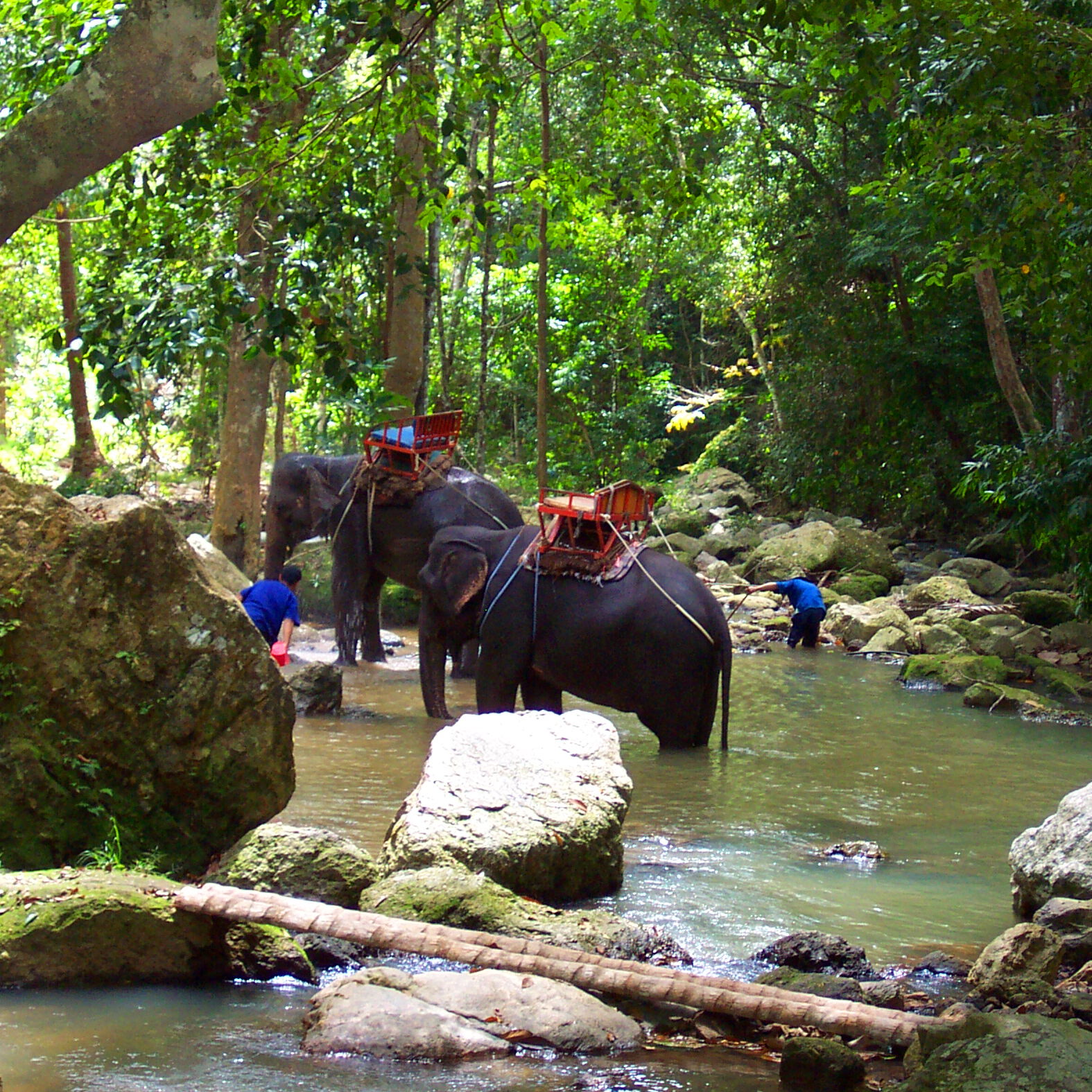 Elephants bathing near Na Muang waterfalls