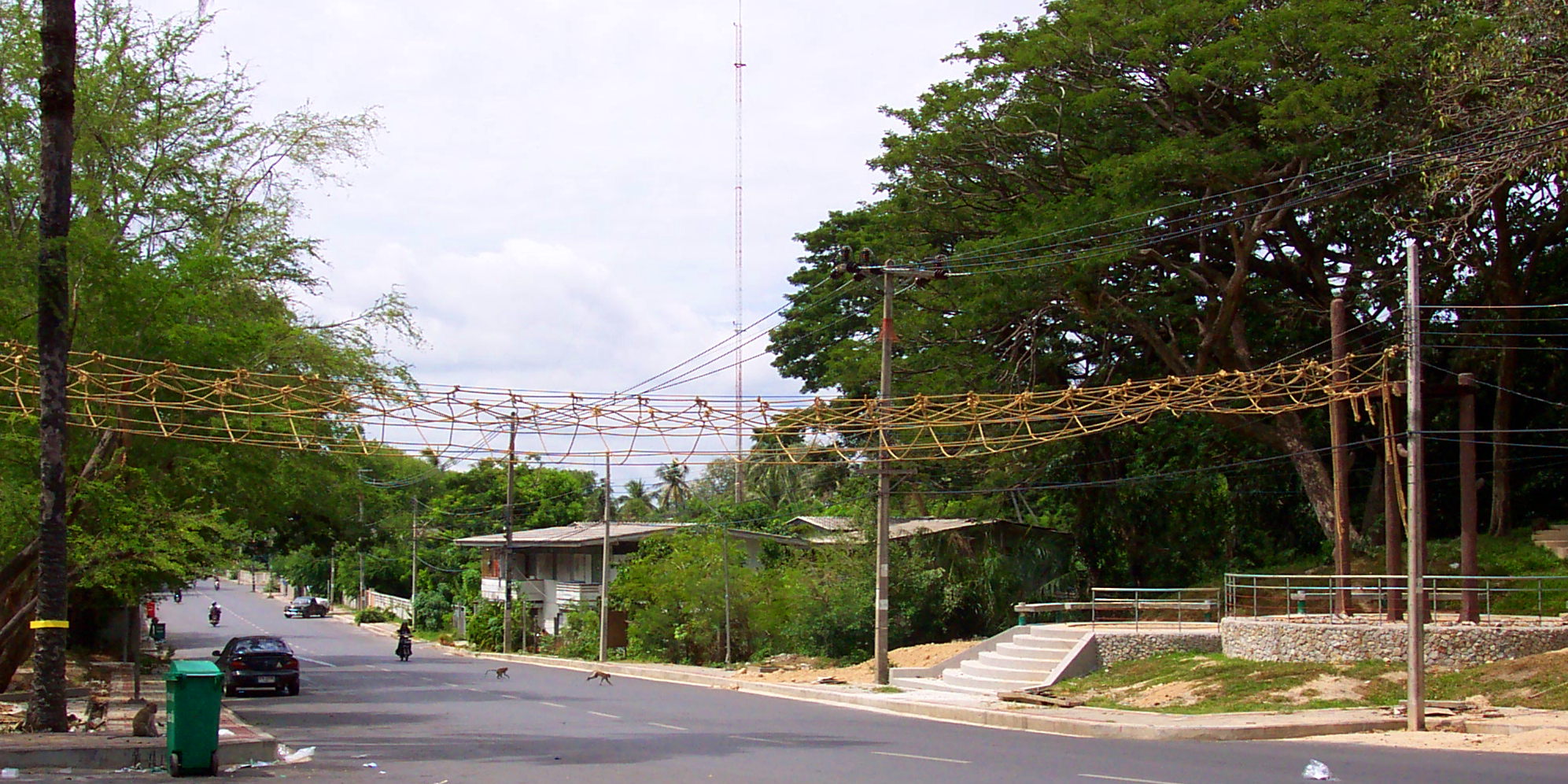 Monkey Bridge